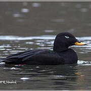 Velvet Scoter