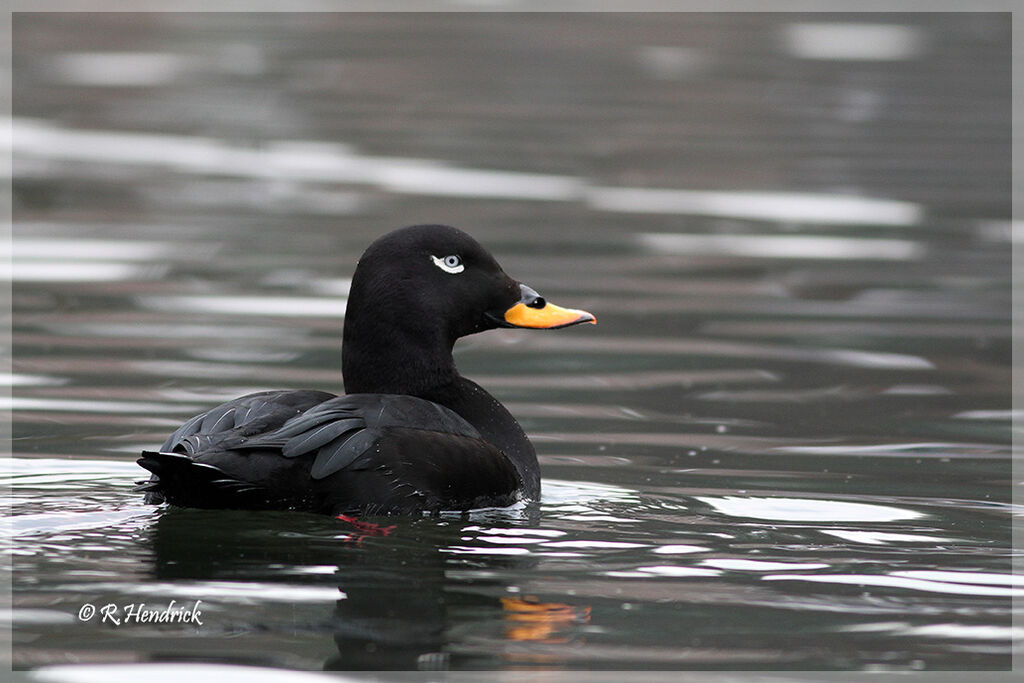 Velvet Scoter