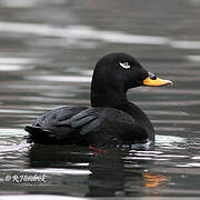 Velvet Scoter