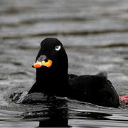 Velvet Scoter