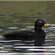 Velvet Scoter