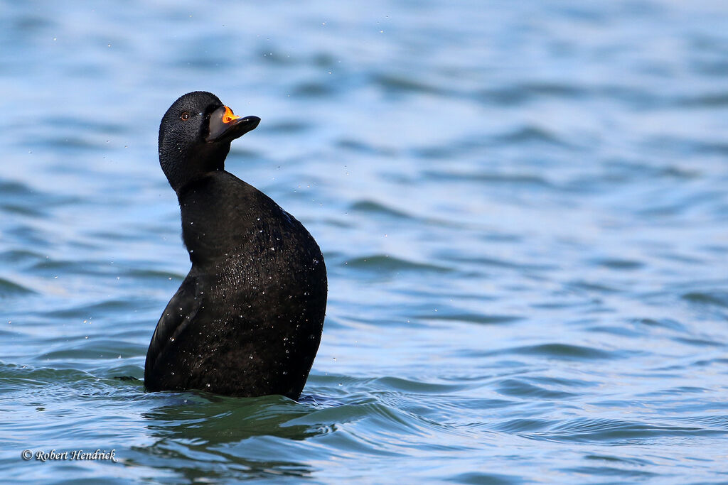 Common Scoter