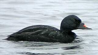 Common Scoter