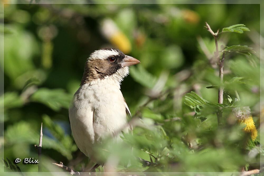 White-browed Sparrow-Weaver