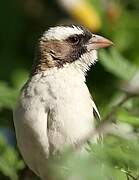 White-browed Sparrow-Weaver