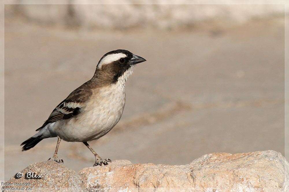 White-browed Sparrow-Weaveradult, identification