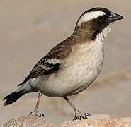 White-browed Sparrow-Weaver