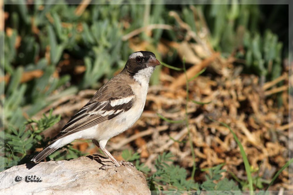 White-browed Sparrow-Weaver