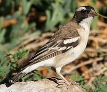 White-browed Sparrow-Weaver