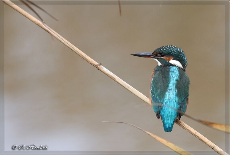 Common Kingfisher