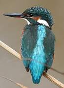 Common Kingfisher