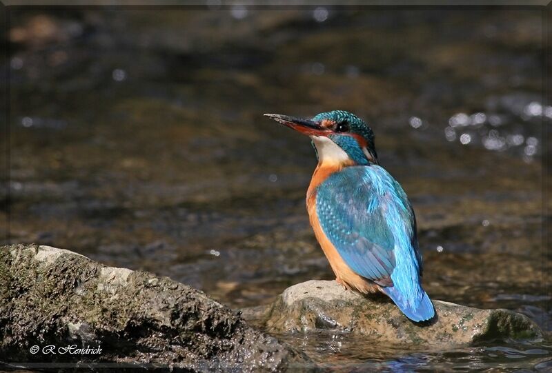 Common Kingfisher