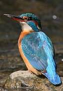 Common Kingfisher