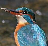 Common Kingfisher