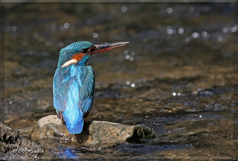 Common Kingfisher