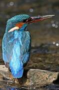 Common Kingfisher