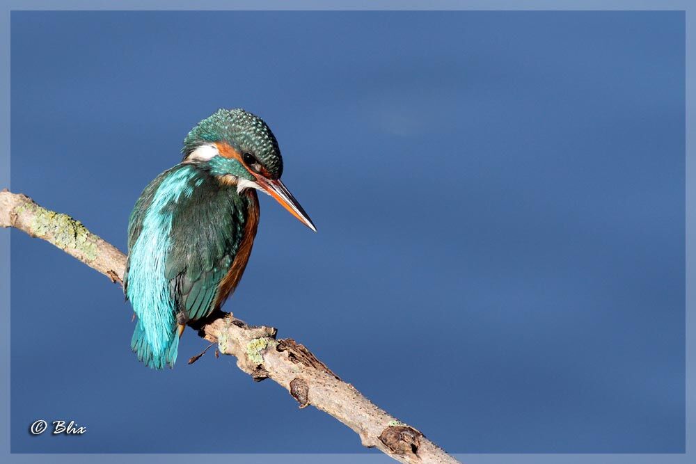 Common Kingfisher