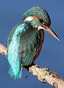 Common Kingfisher