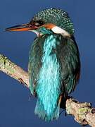 Common Kingfisher