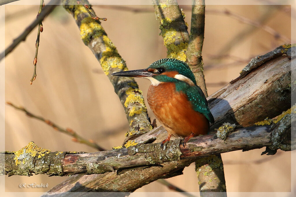 Common Kingfisher