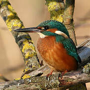 Common Kingfisher