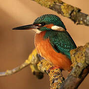 Common Kingfisher