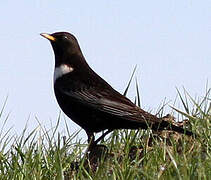 Ring Ouzel