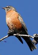 American Robin