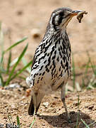 Groundscraper Thrush