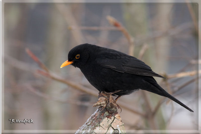 Common Blackbird