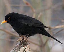 Common Blackbird