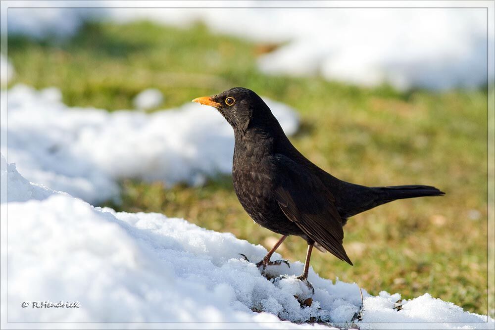 Common Blackbird