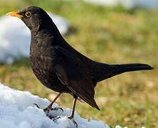 Common Blackbird