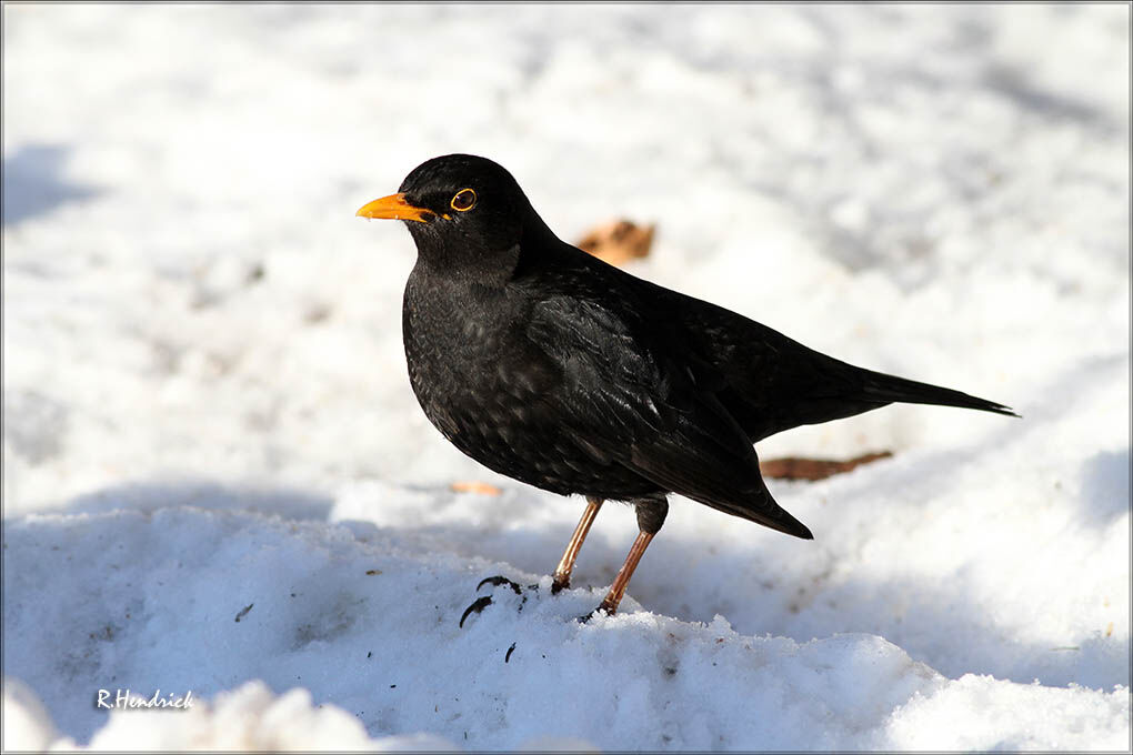 Common Blackbird