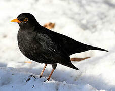 Common Blackbird