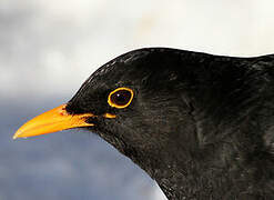 Common Blackbird