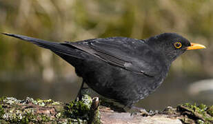 Common Blackbird