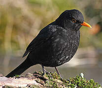 Common Blackbird