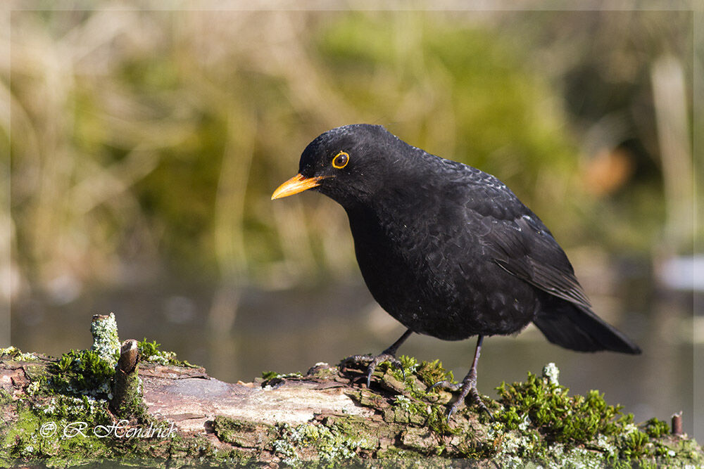 Common Blackbird