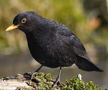 Common Blackbird