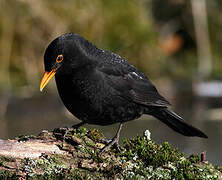 Common Blackbird