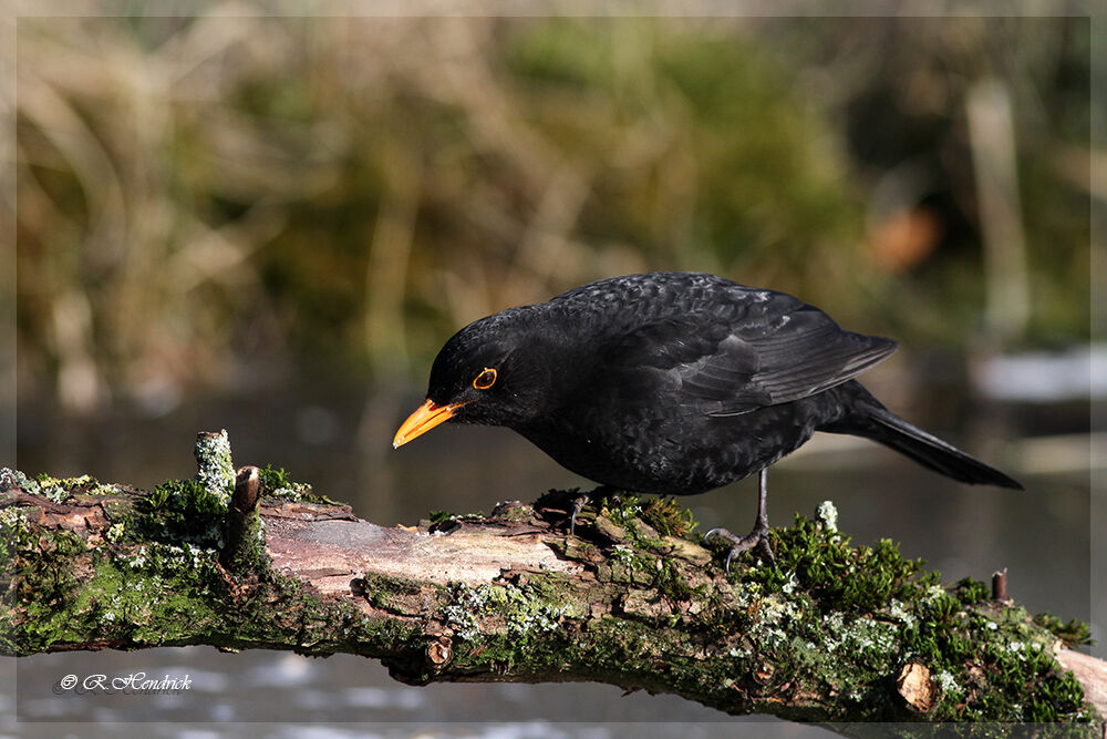 Common Blackbird