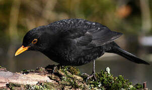 Common Blackbird