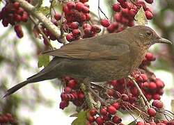 Common Blackbird