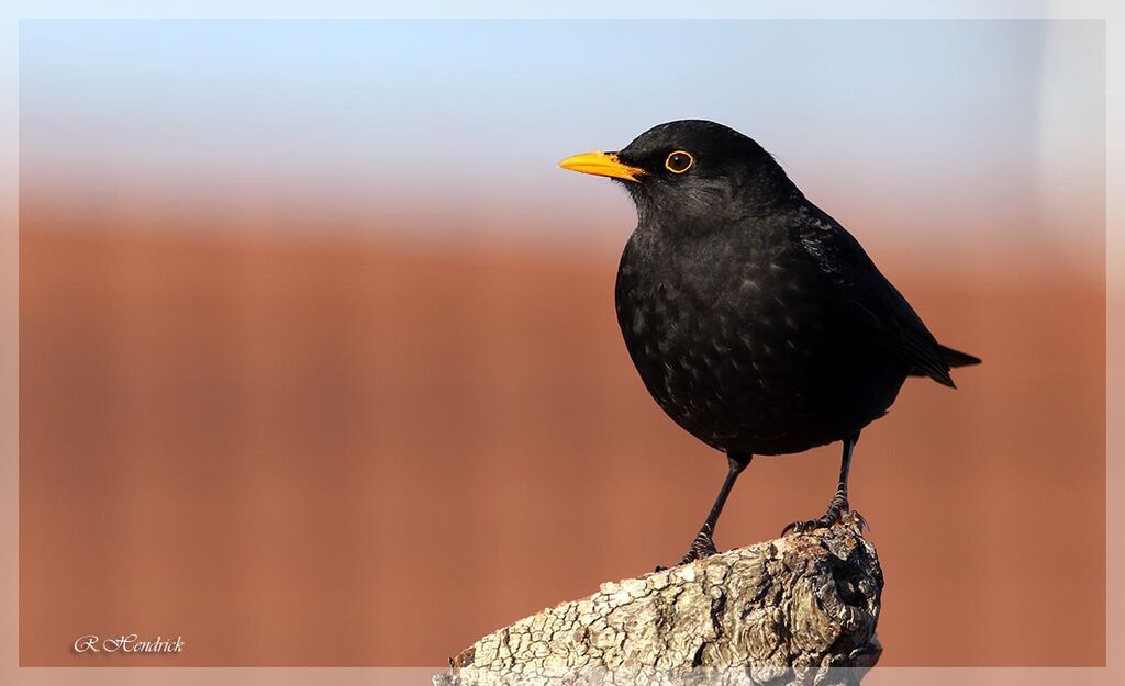 Common Blackbird