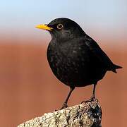 Common Blackbird