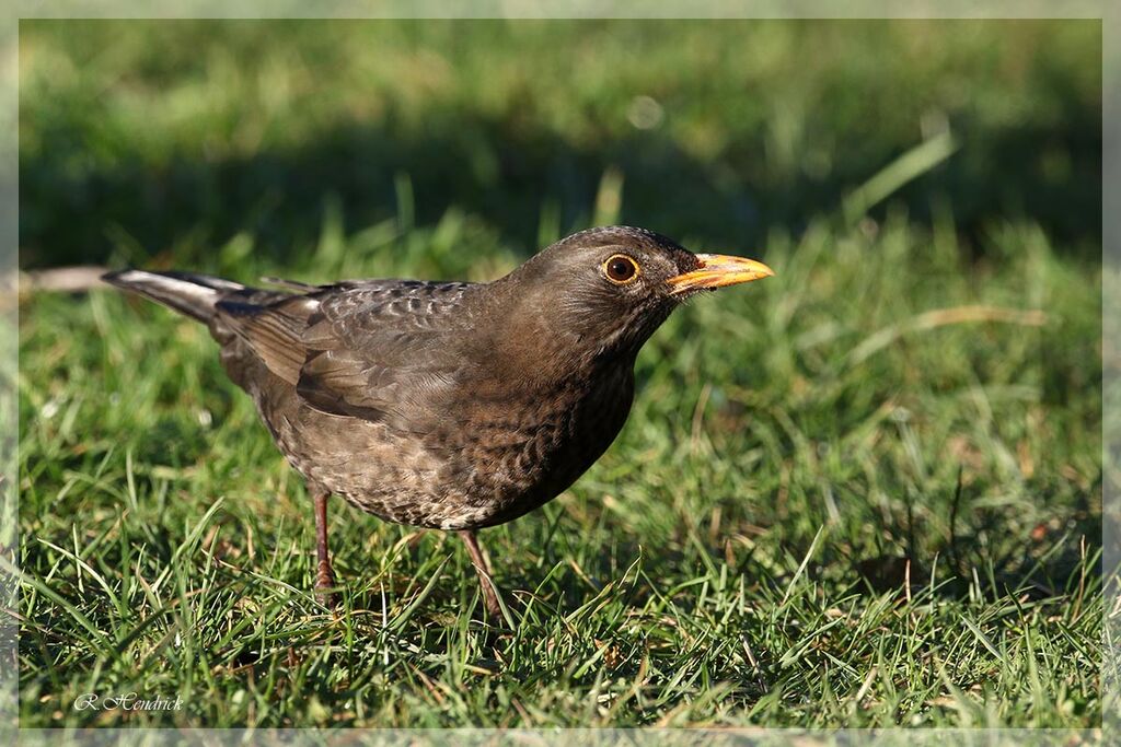 Common Blackbird