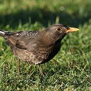 Common Blackbird