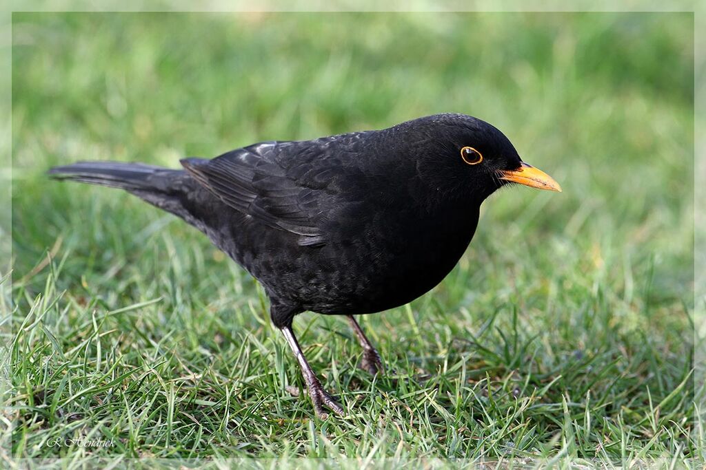 Common Blackbird