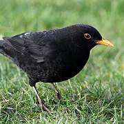 Common Blackbird